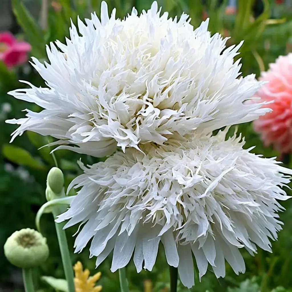 Papaver x hybrida 'Swansdown'