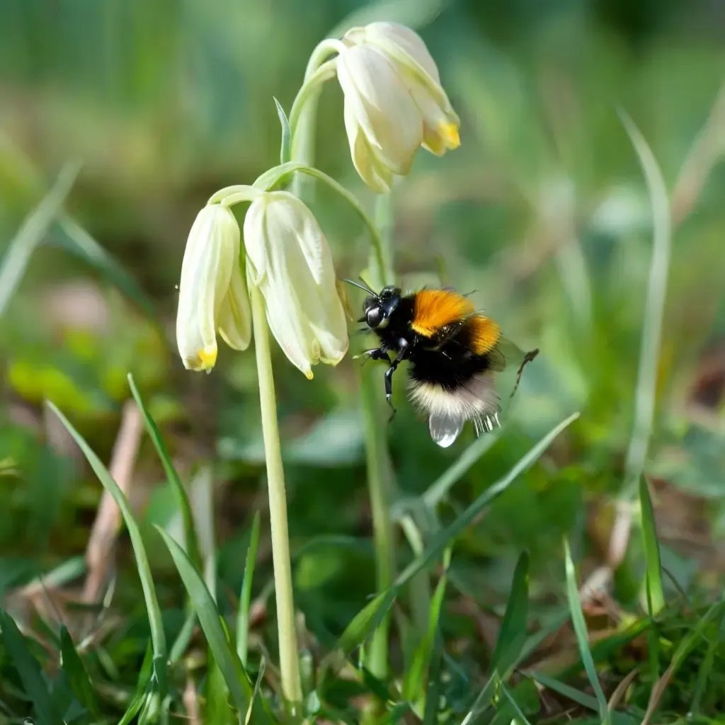 Primula veris 'Bumble Bee'