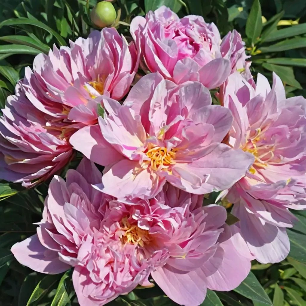 Paeonia lactiflora 'La Donna'