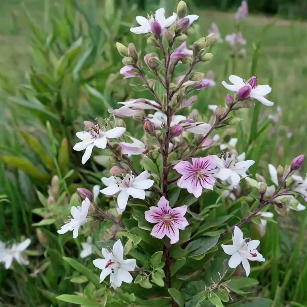 Penstemon digitalis 'Kissin' Kuzins'