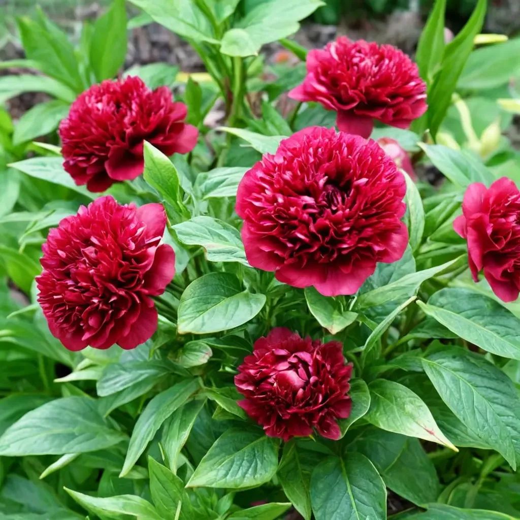 Paeonia lactiflora 'Red Charm'