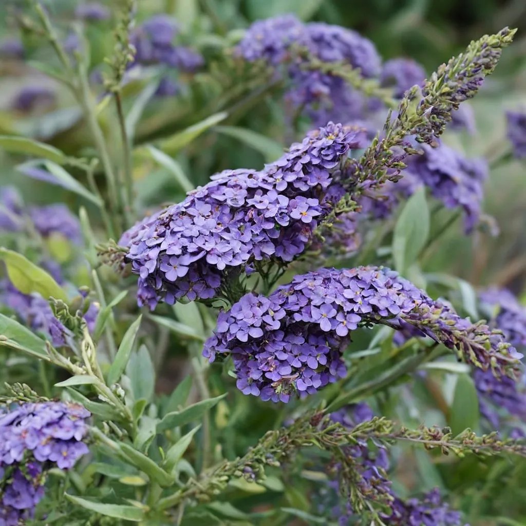 Buddleja davidii 'Sky Blue'