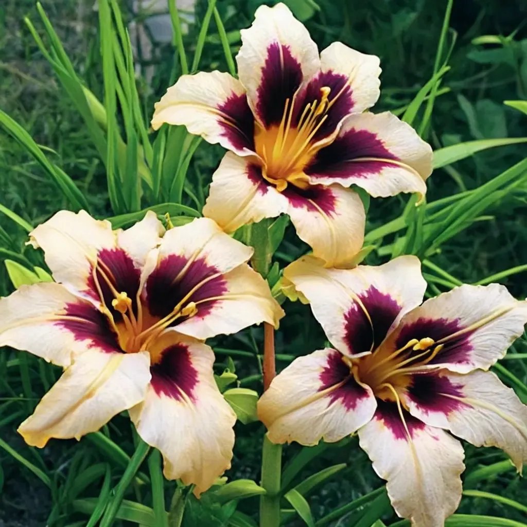 Hemerocallis fulva 'Wild Horses'