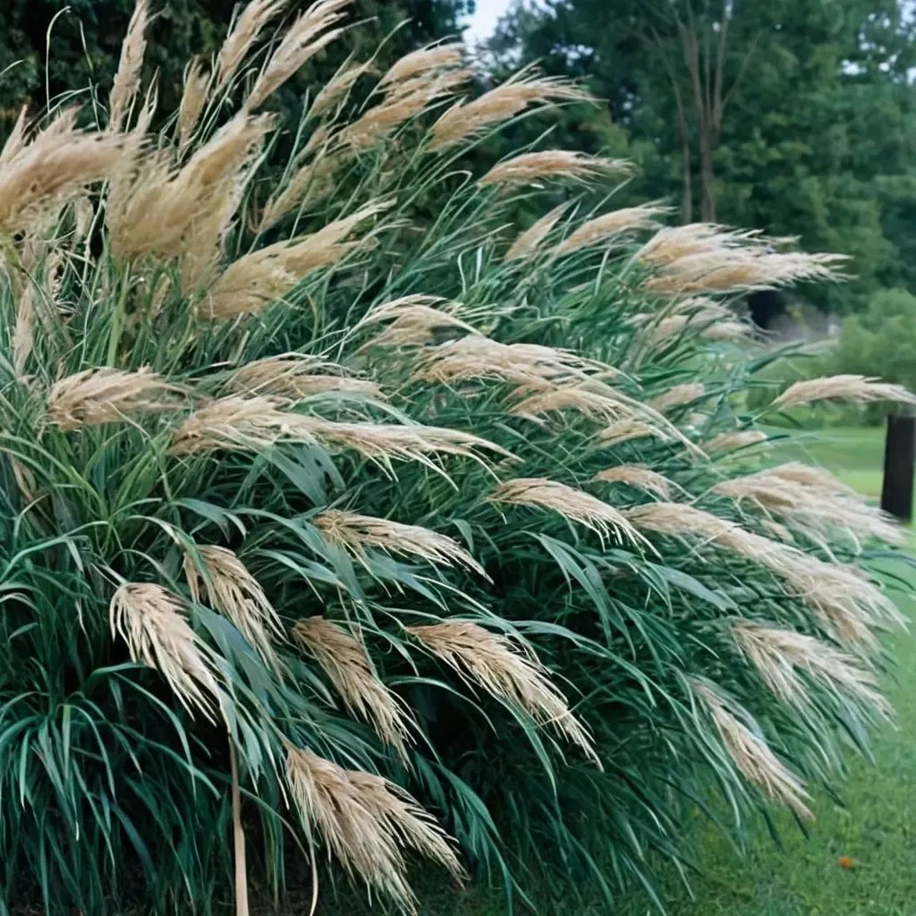 Miscanthus sinensis 'Silberfeder'