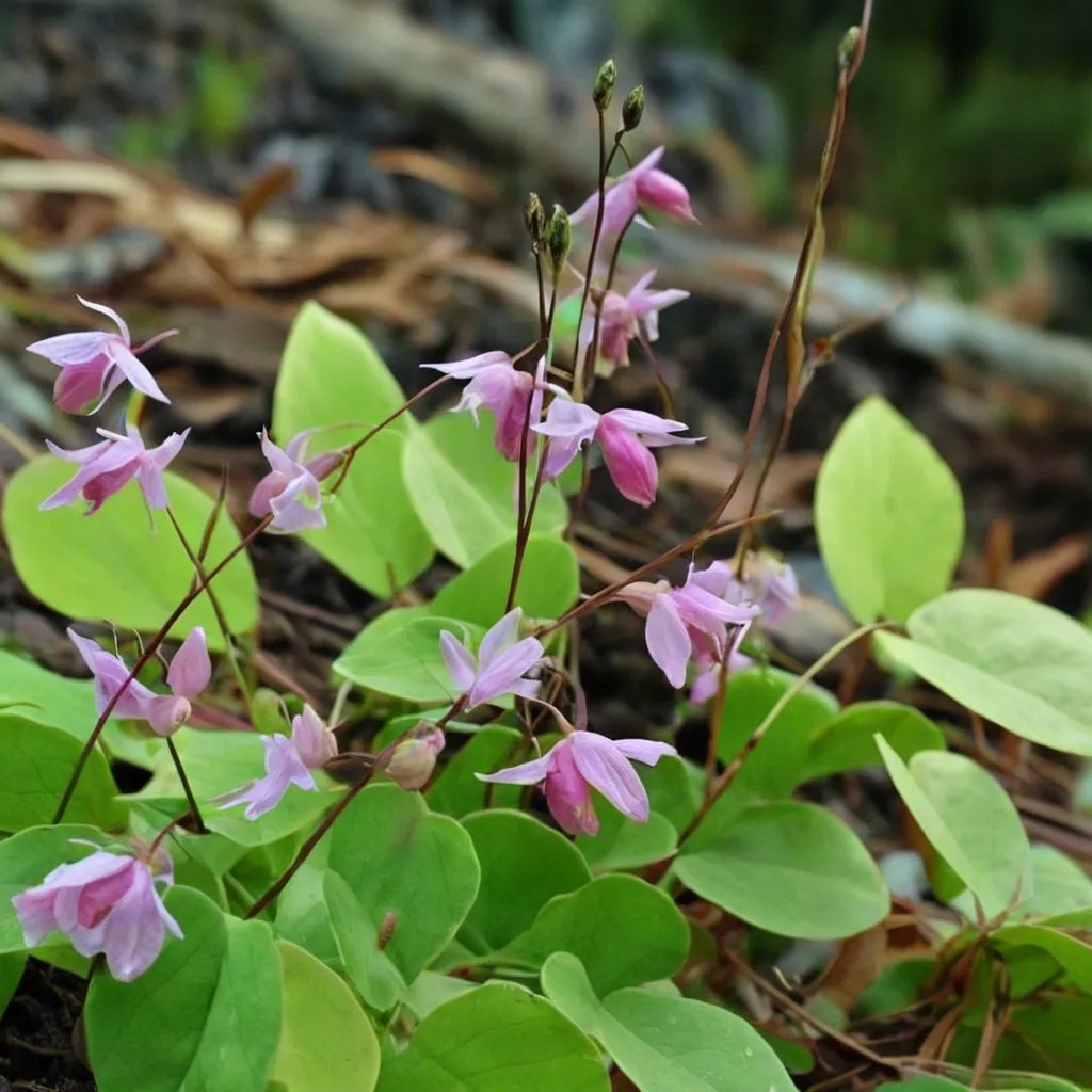 Epimedium youngianum 'Capella'