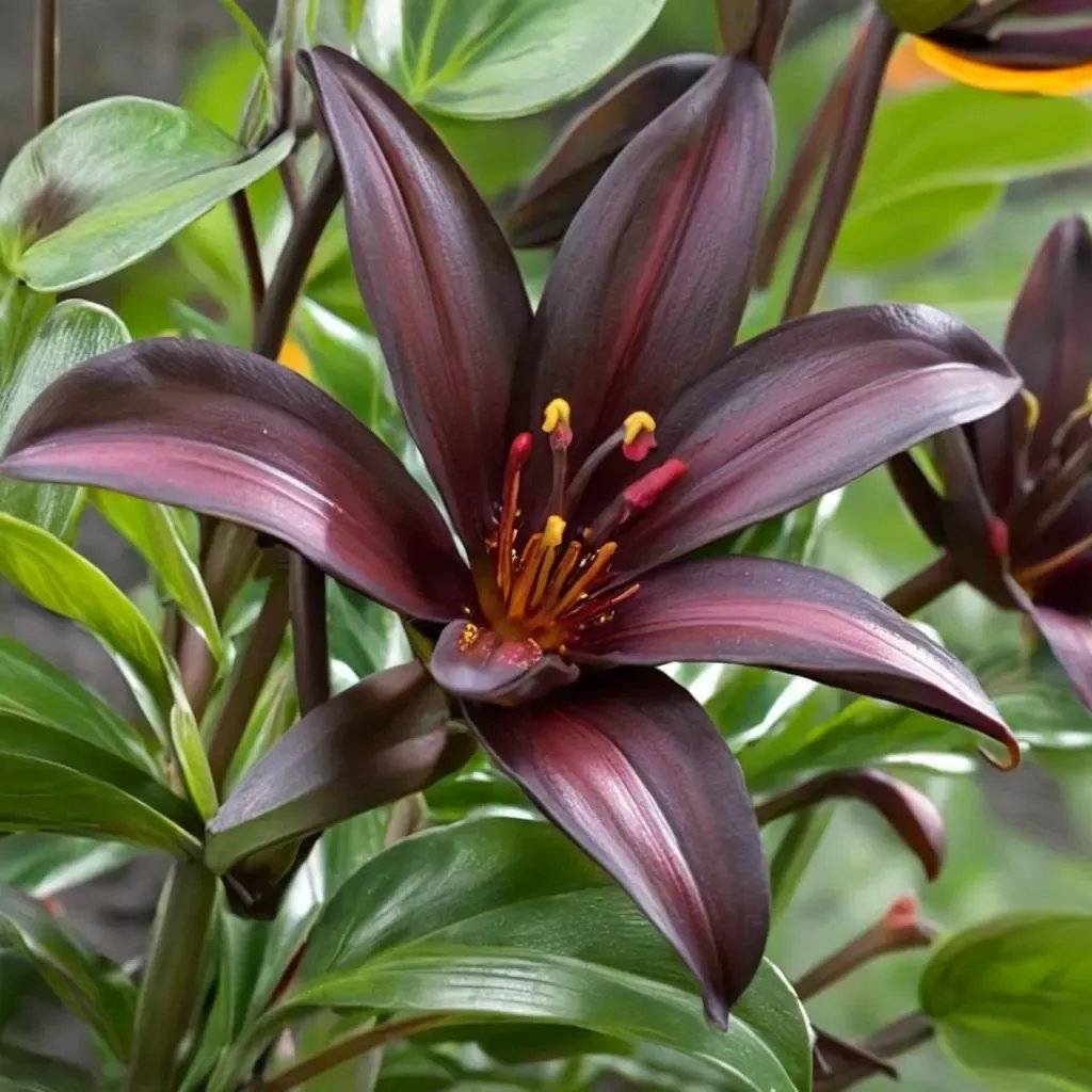Lilium lanceolatum 'Landini'