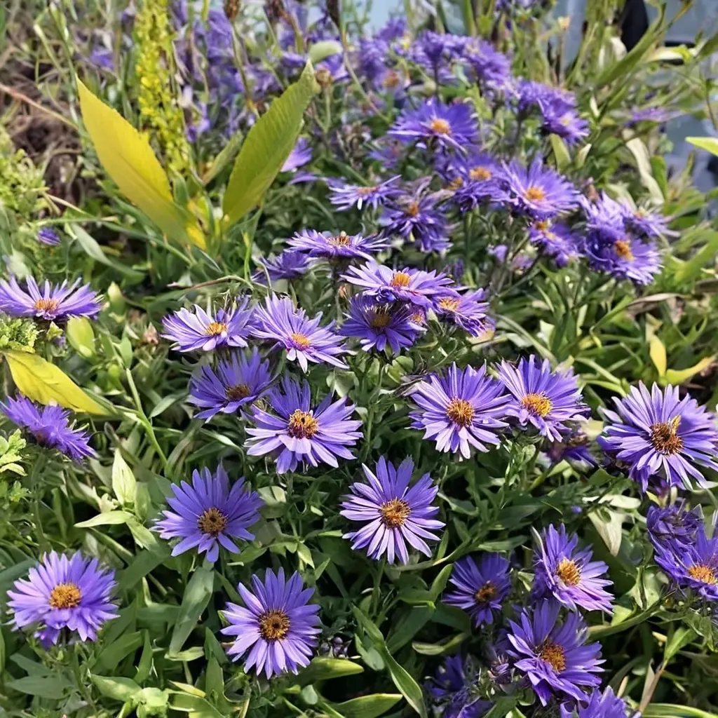Aster novae-angliae 'Wood'