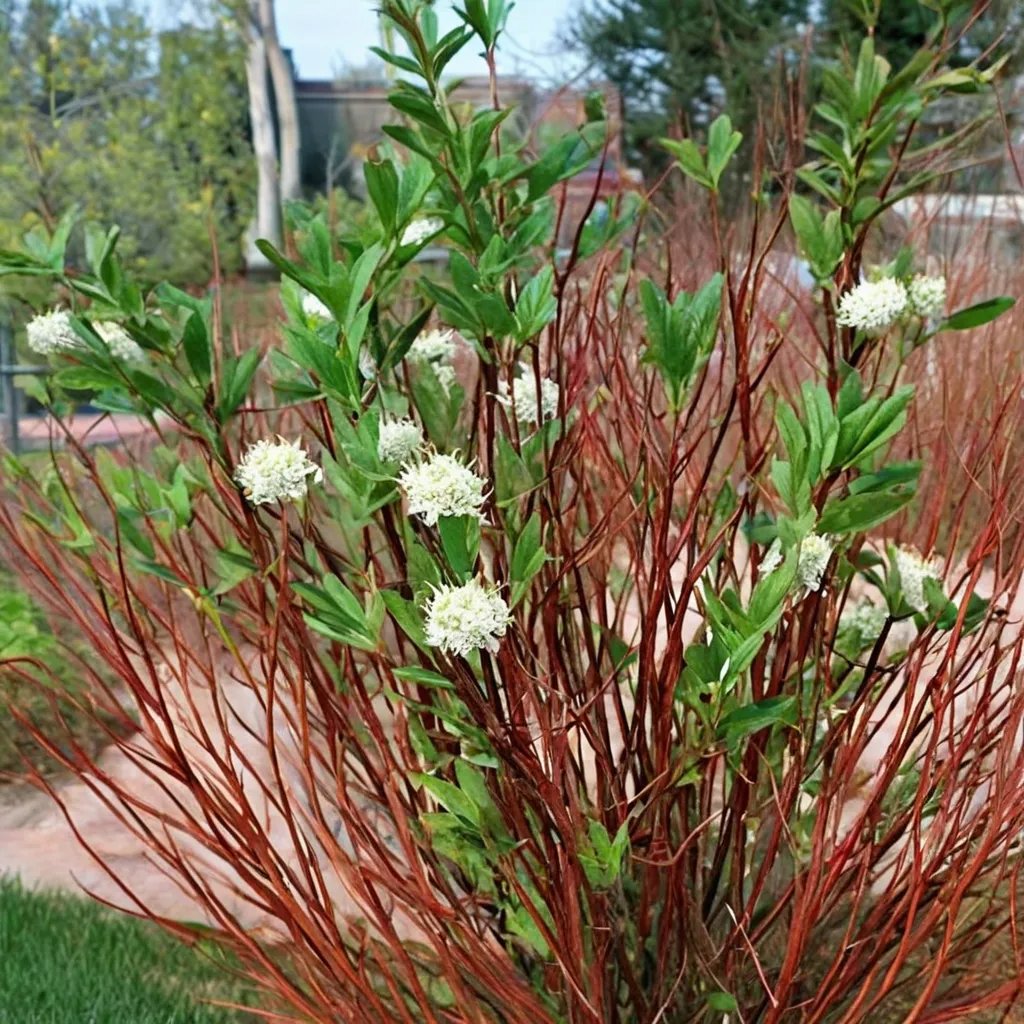 Cornus sericea 'Arctic Fire'