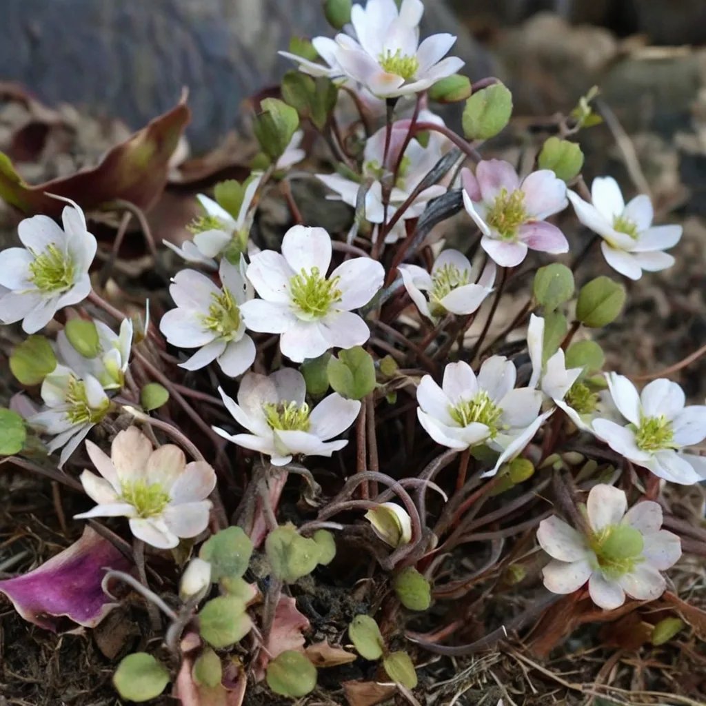 Hepatica henryi