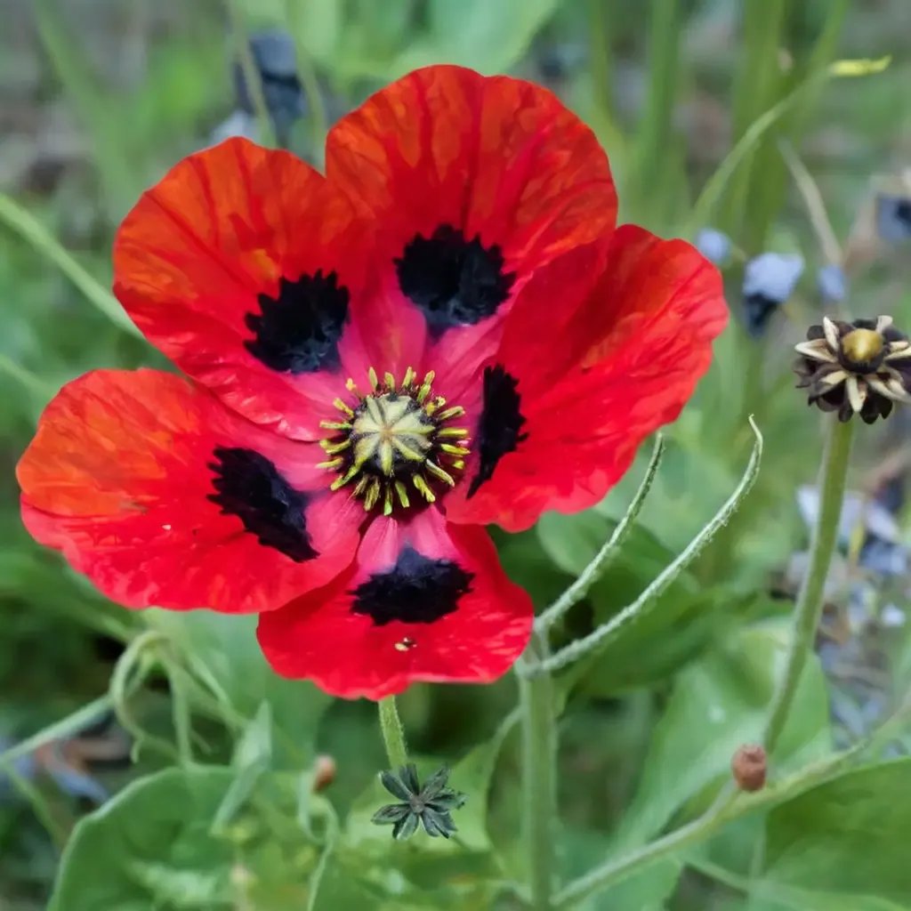 Papaver commutatum 'Ladybird'