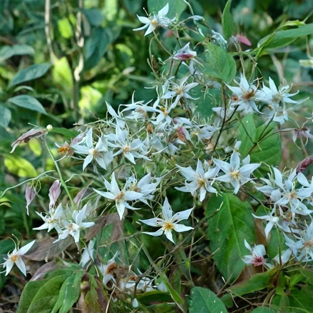 Epimedium pubescens