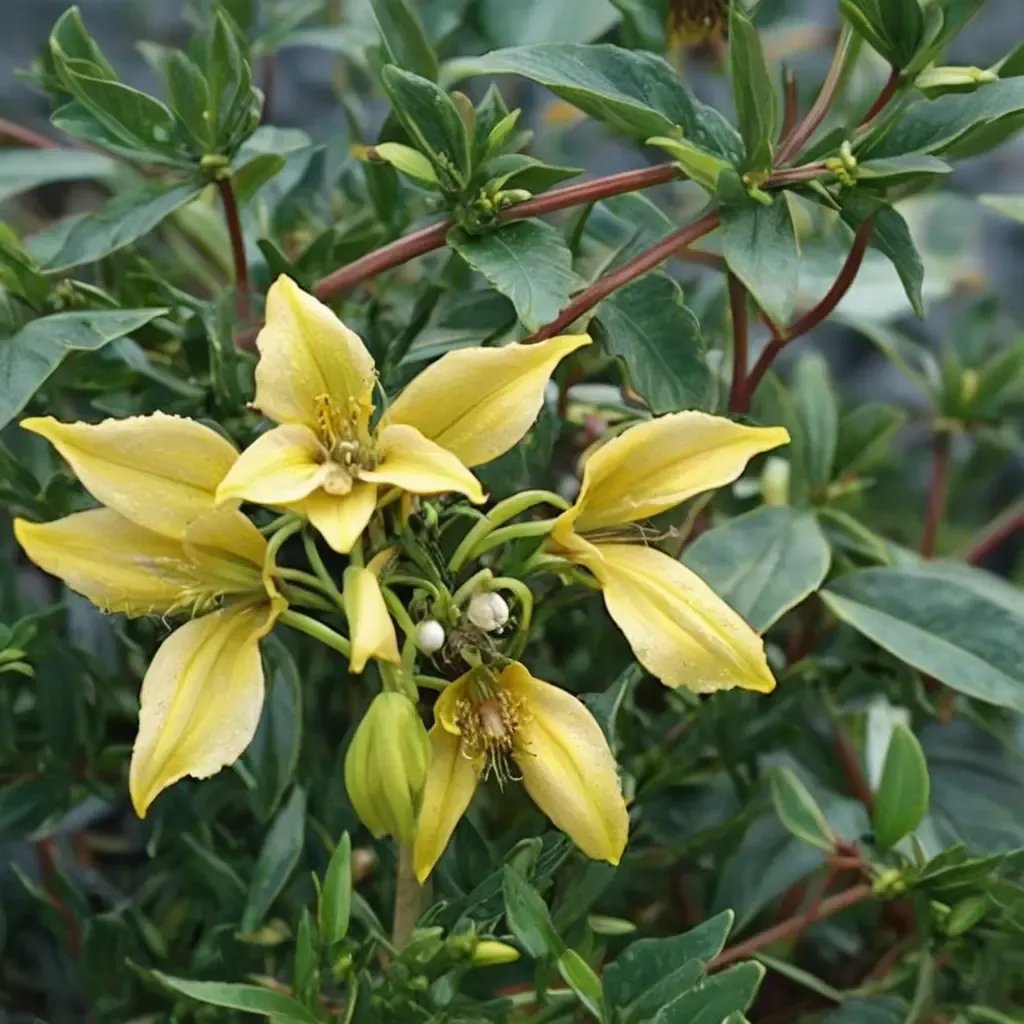 Clematis fruticosa 'Mongolian Gold'