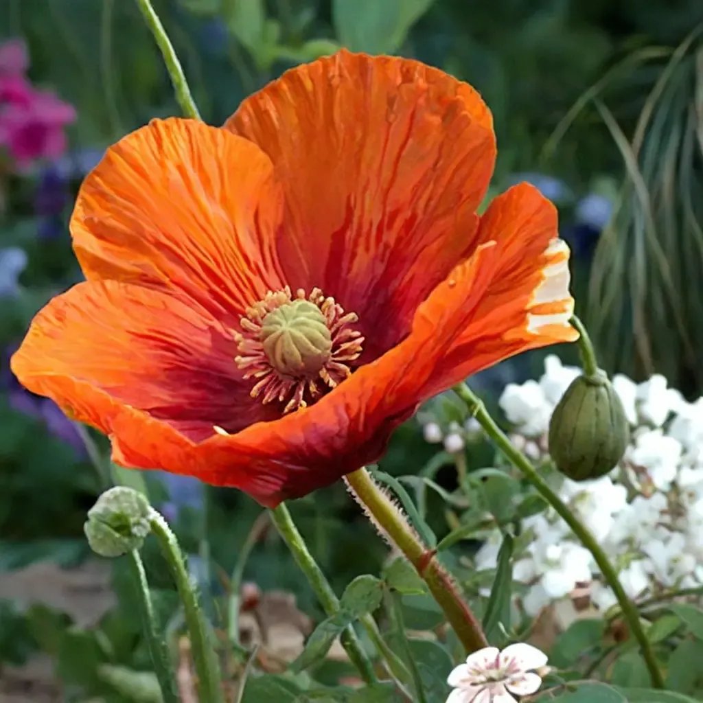 Papaver x hybrida 'Orange Chiffon'