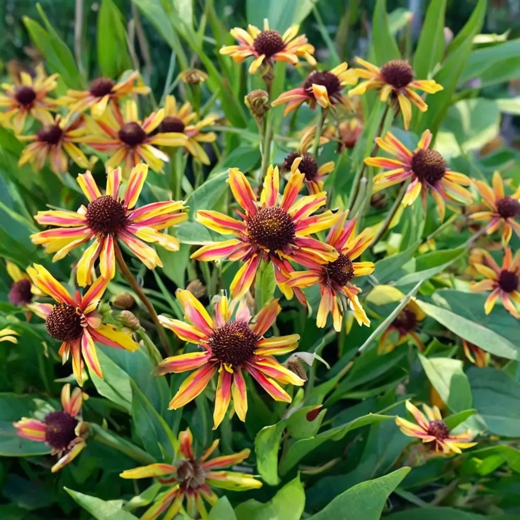 Helenium autumnale 'Loysder Wieck'