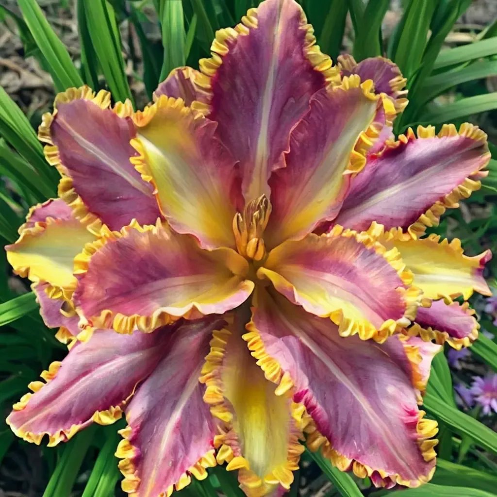 Hemerocallis x hybrida 'French Lingerie'
