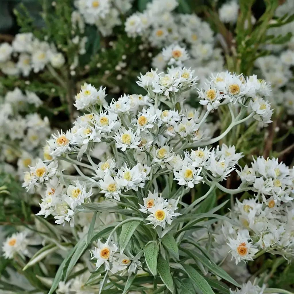 Anaphalis triplinervis