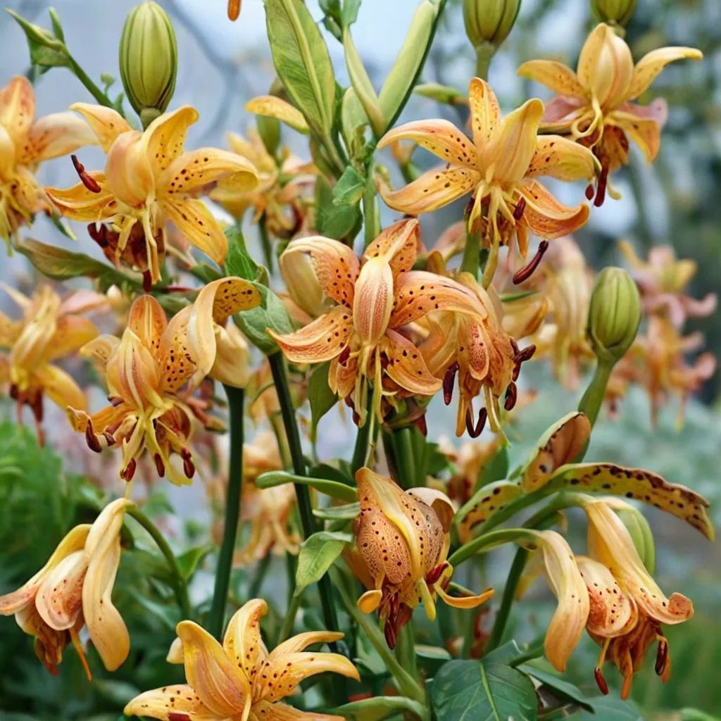 Lilium x hybrida 'Peppard Gold'