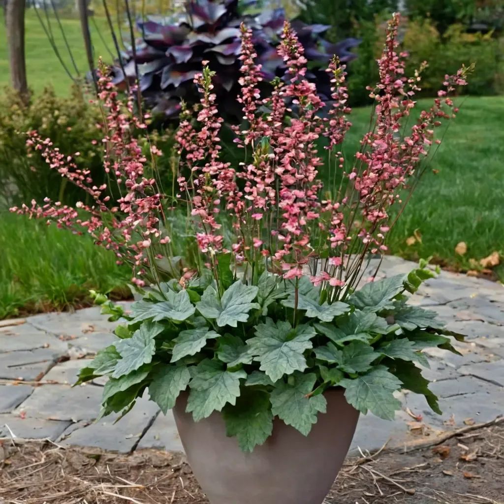Heuchera x brizoides 'Berry Timeless'