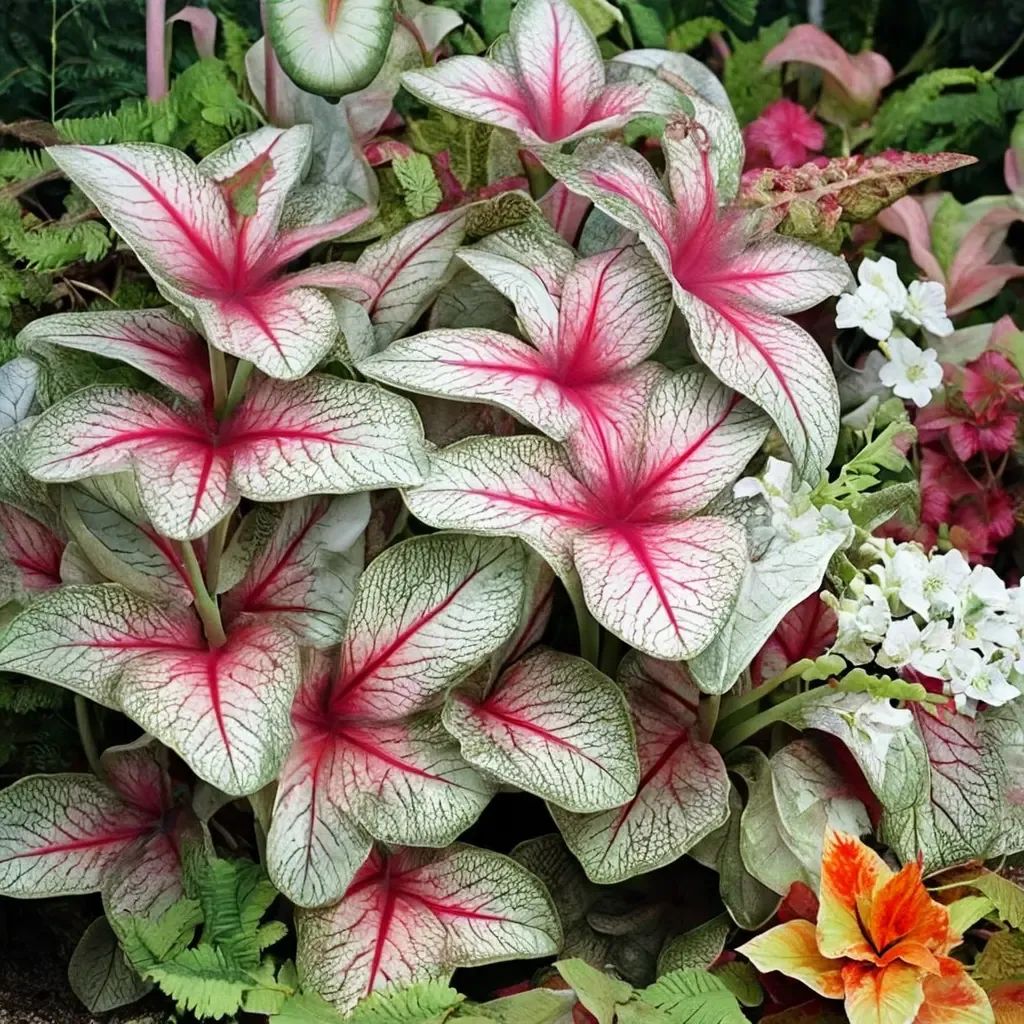 Caladium x hortulanum