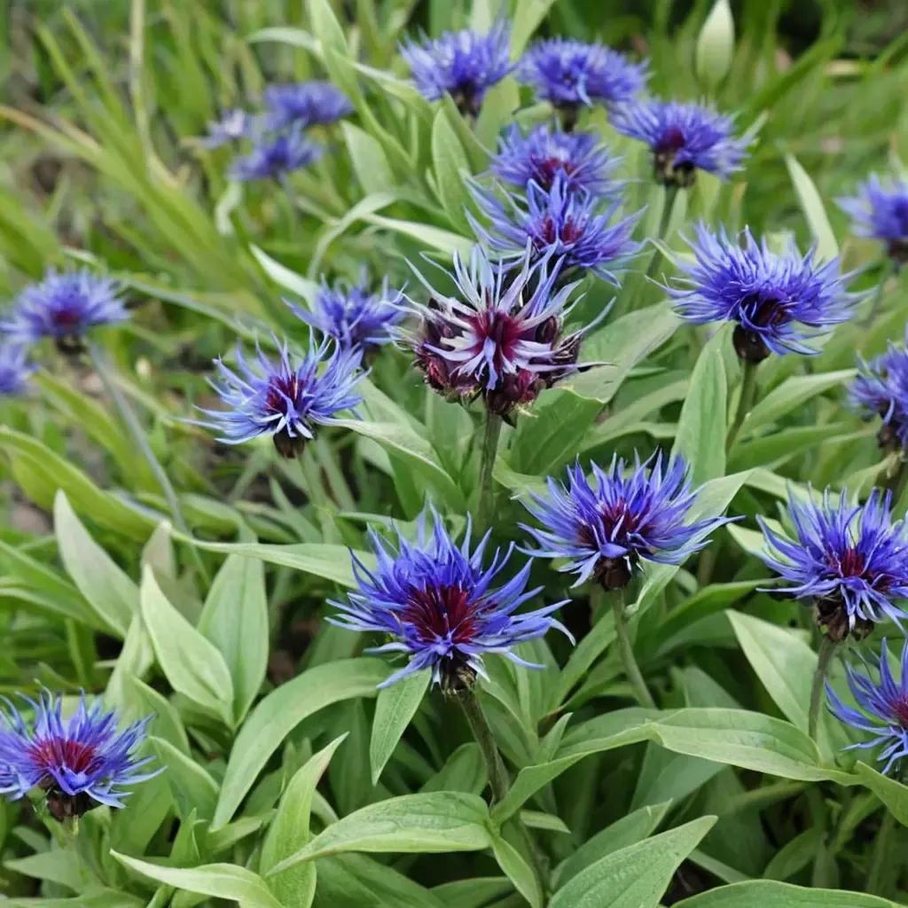 Centaurea montana