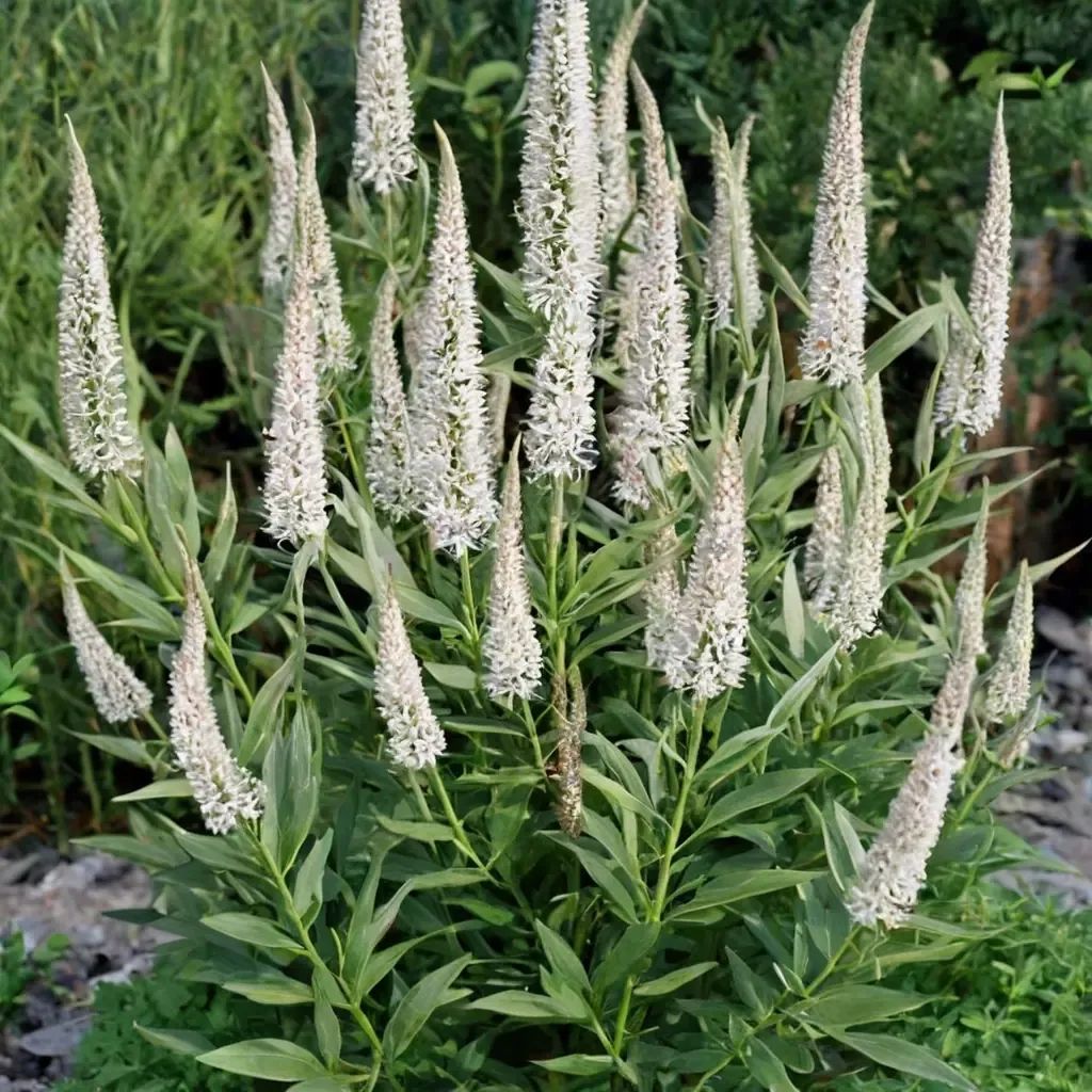 Veronicastrum virginicum