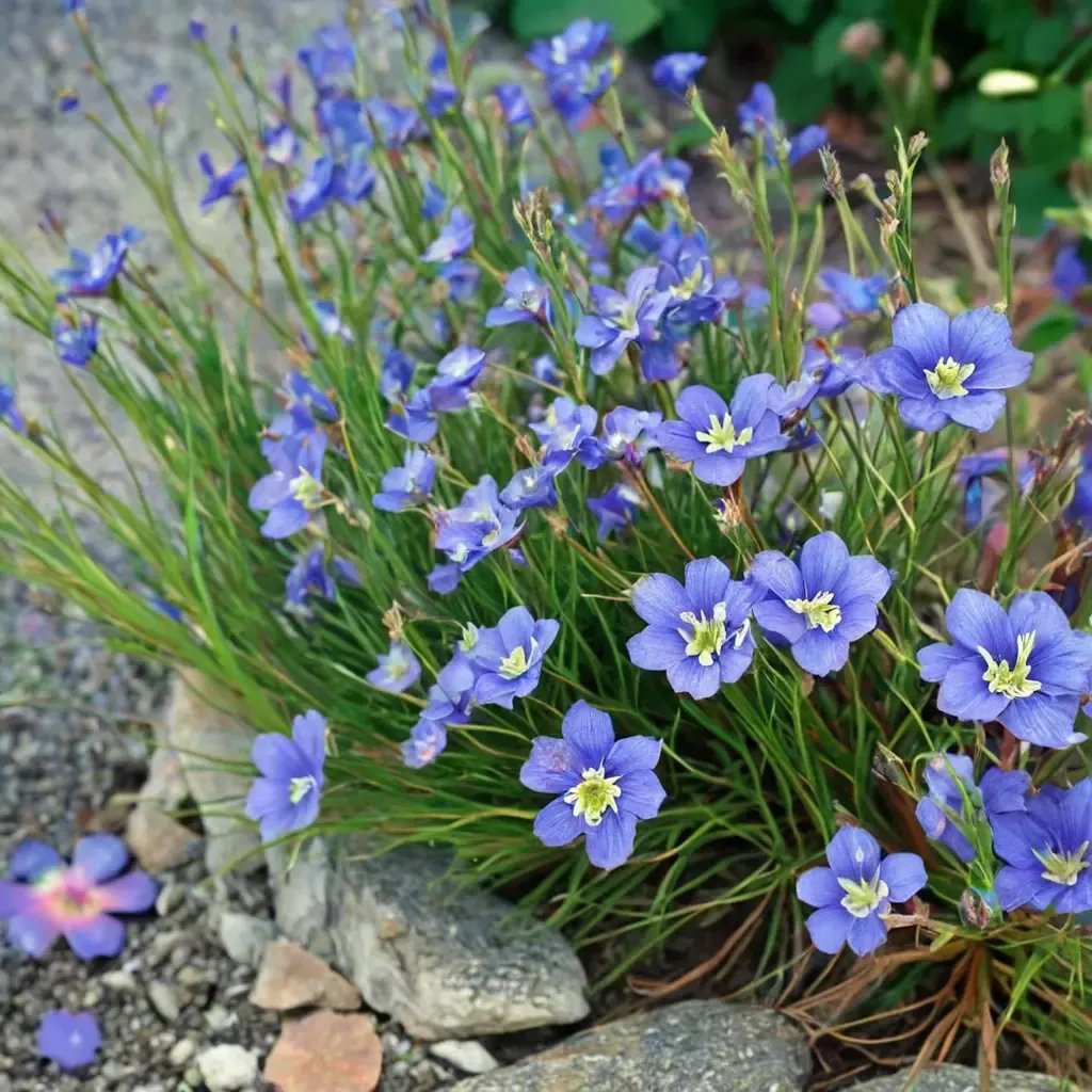 Heliophila longifolia