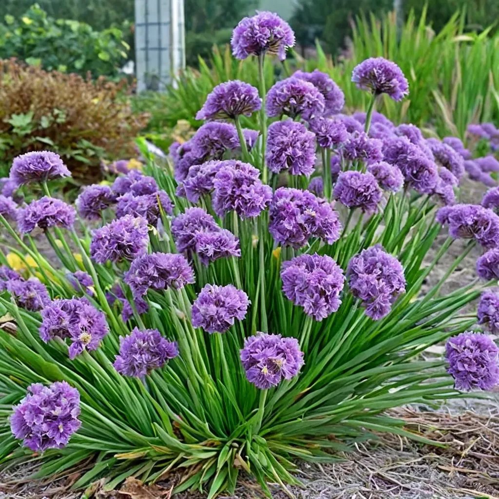 Allium hollandicum 'Lavender Bubbles'