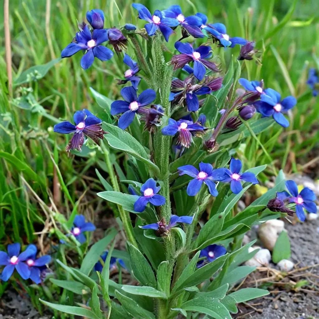 Anchusa azurea