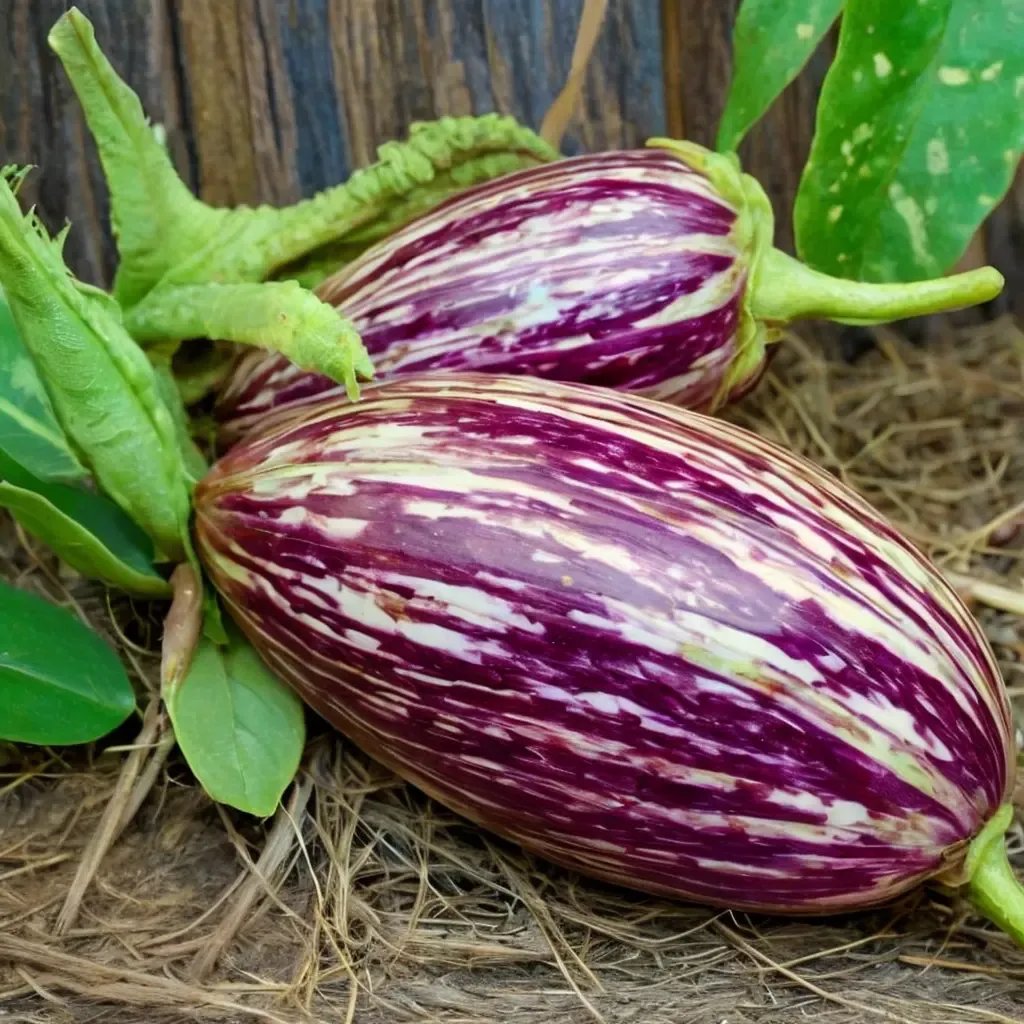Solanum melongena 'Listada de Gandia'