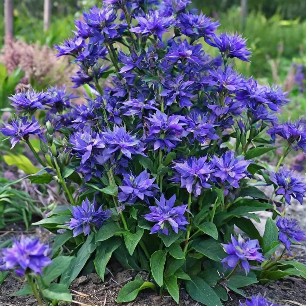 Campanula glomerata 'Freya'