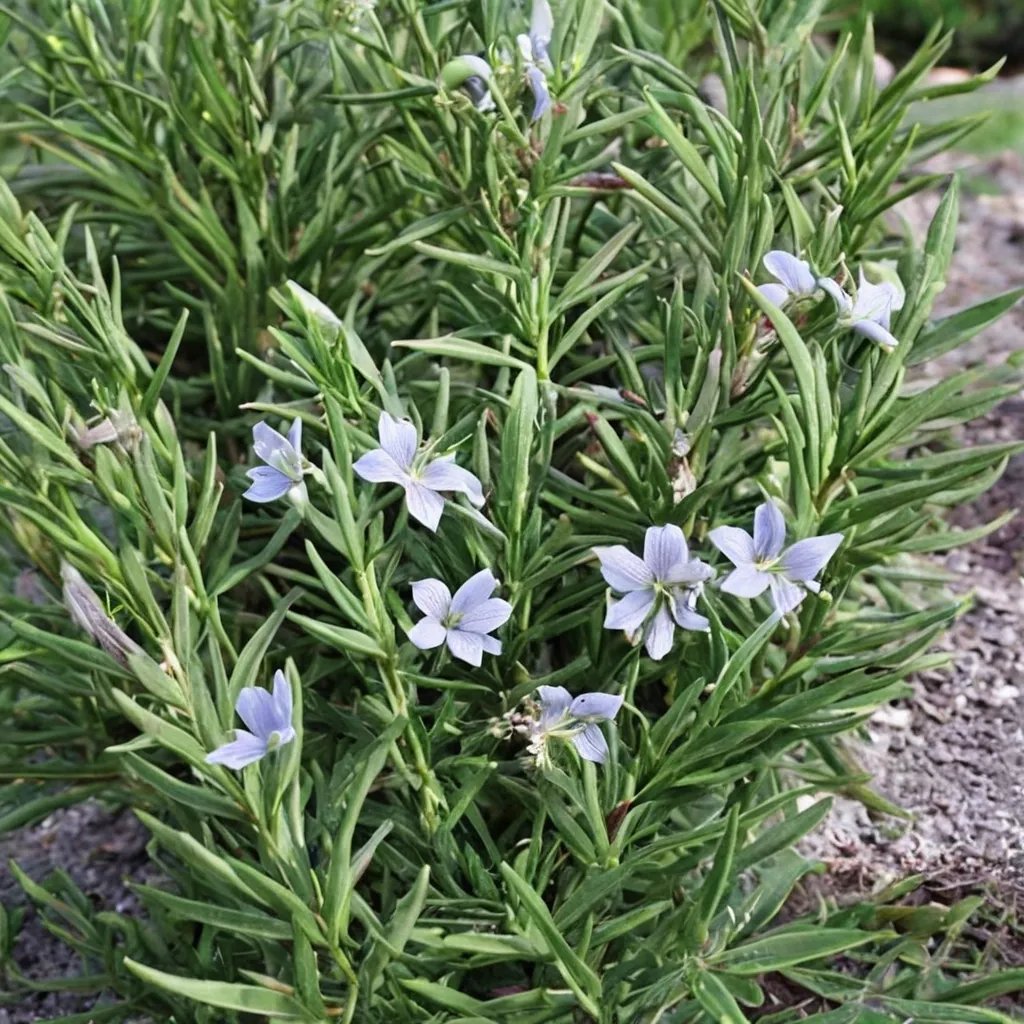 Rosmarinus officinalis 'Hill Hardy'