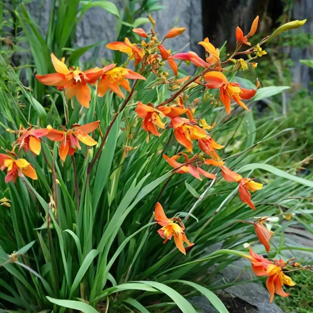Crocosmia x crocosmiiflora