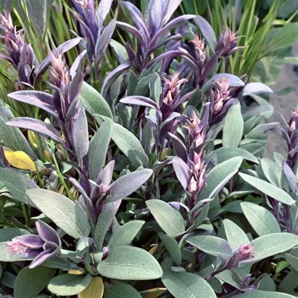 Salvia officinalis 'Purple Rooster'