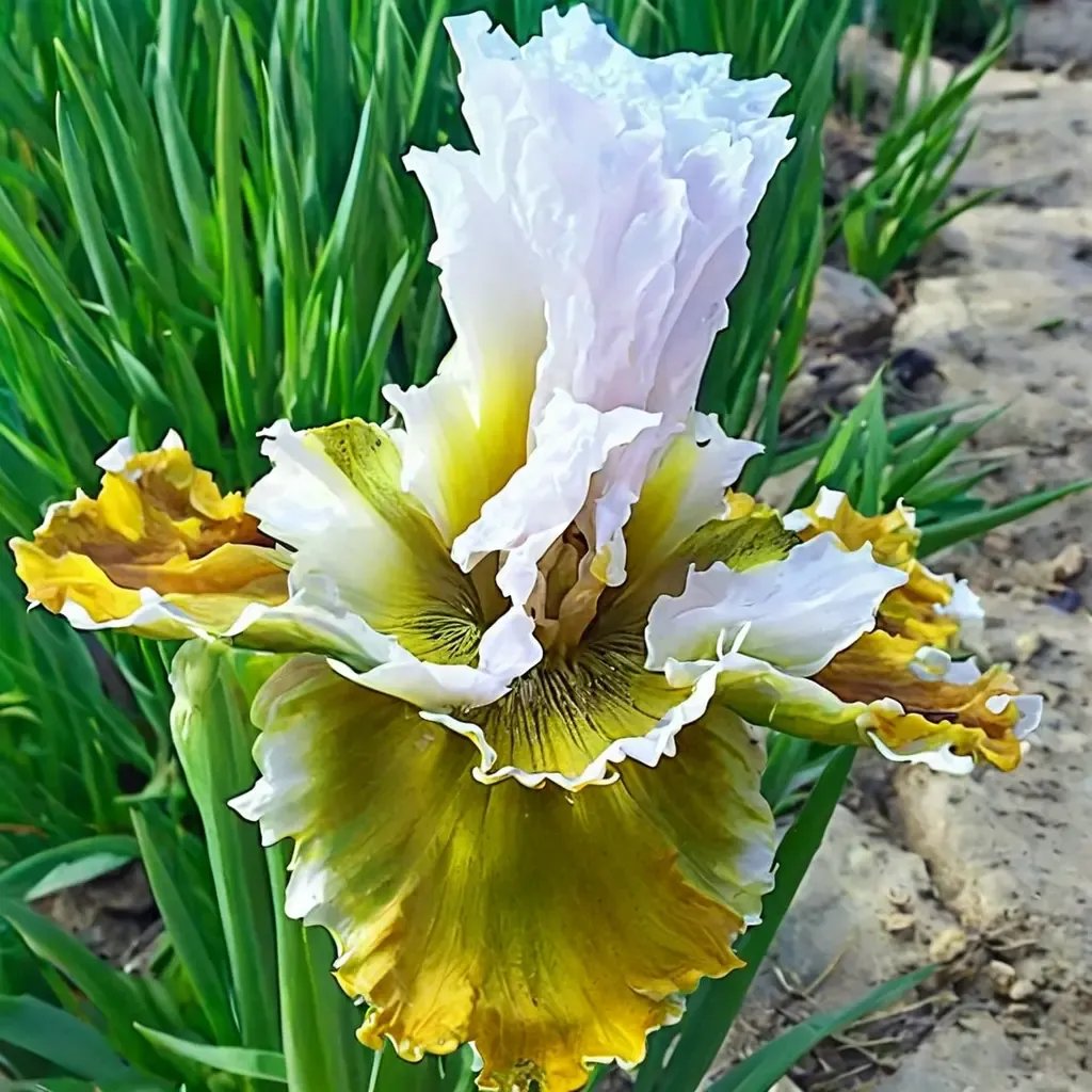 Iris x germanica 'Going Green'