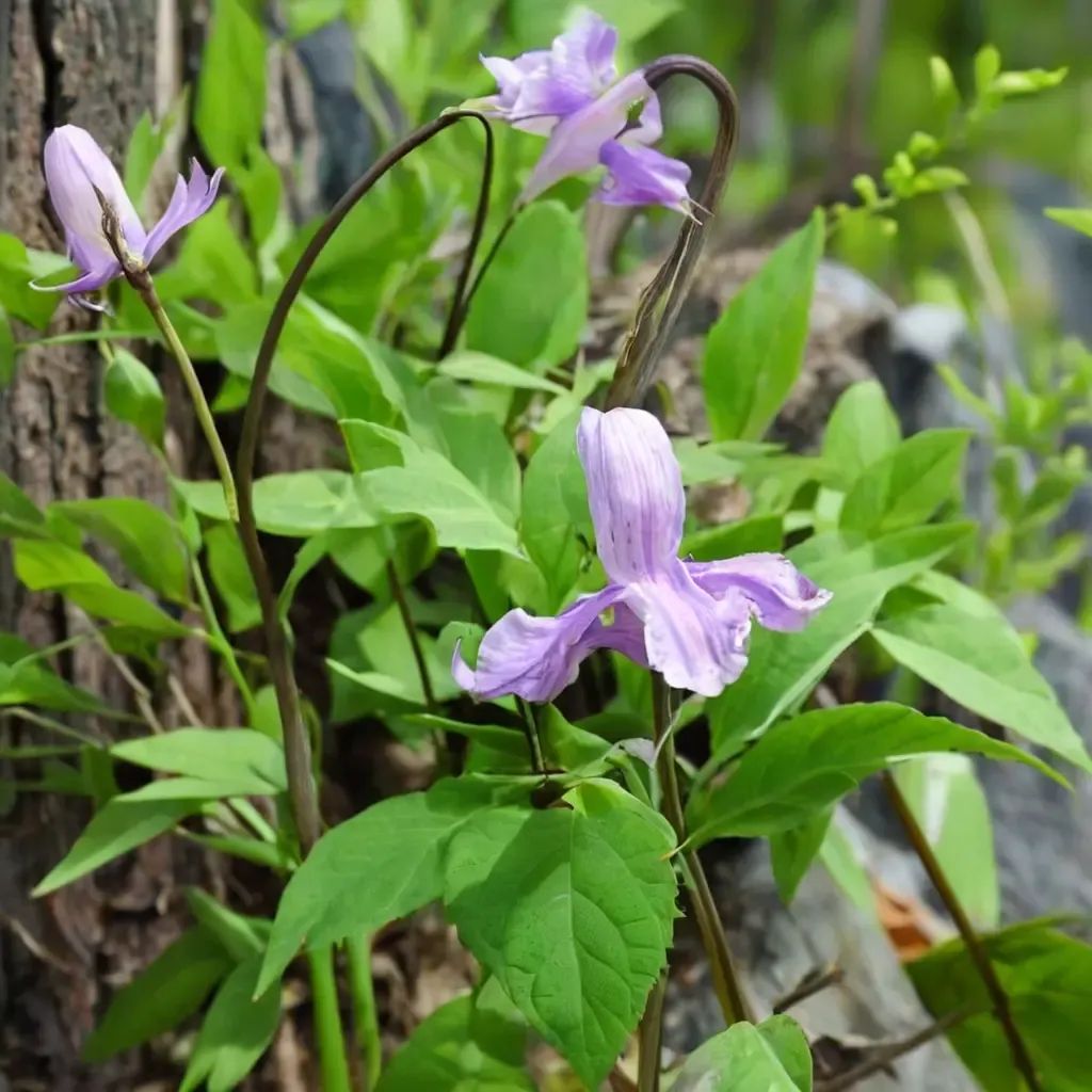 Clematis crispa