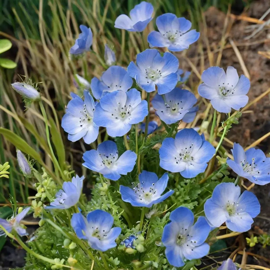 Nemophila menziesii 'Baby Blue Eyes'