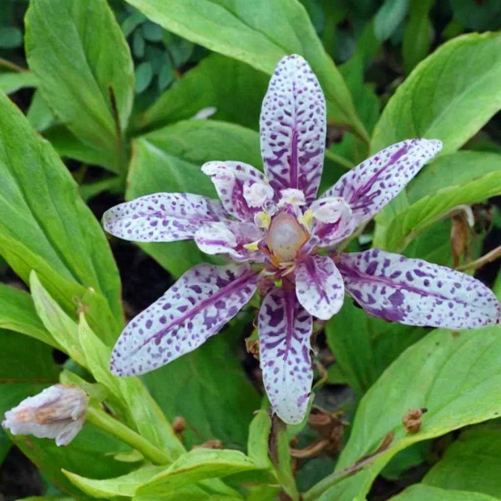 Tricyrtis hirta 'Moonlight'