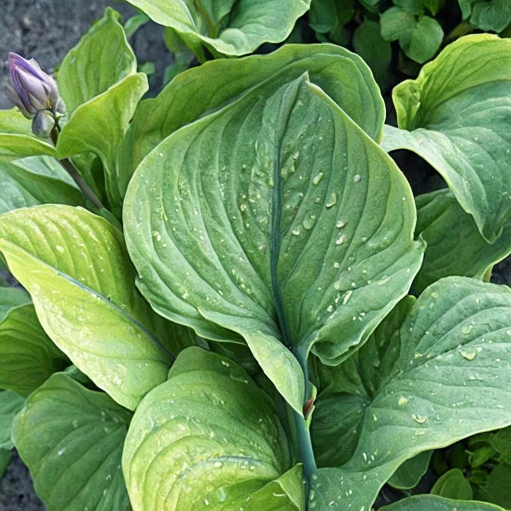 Hosta x hybrida 'Bill Brinka'
