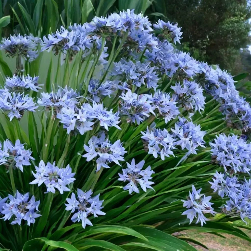 Agapanthus praecox 'Blue'