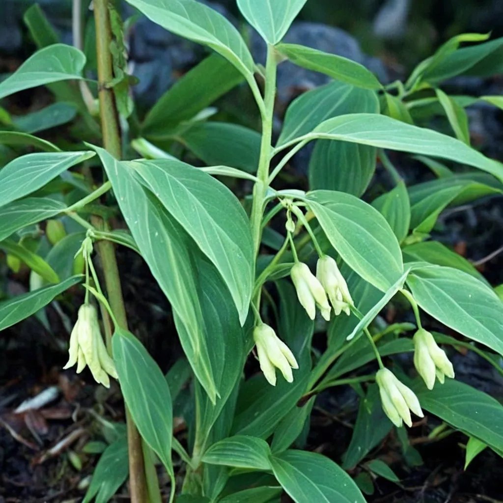 Polygonatum cyrtonema