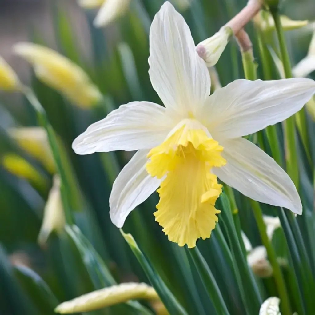 Narcissus pseudonarcissus 'Topolino'