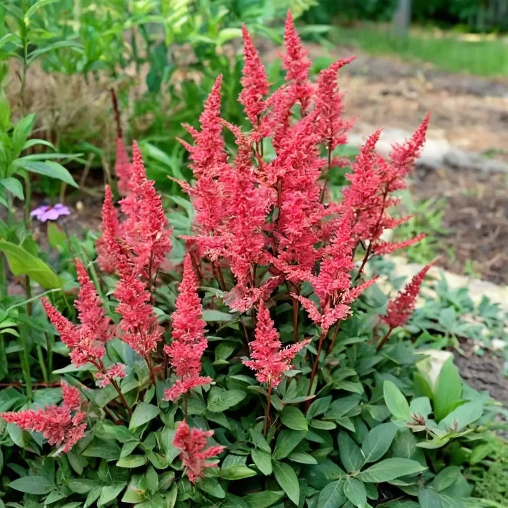 Astilbe astilbe 'Red Sentinel'