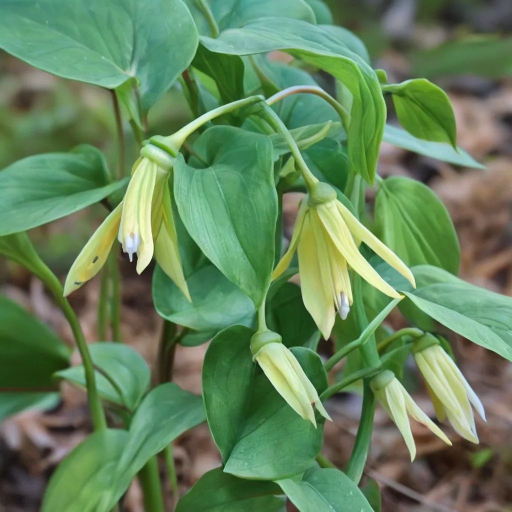 Uvularia perfoliata