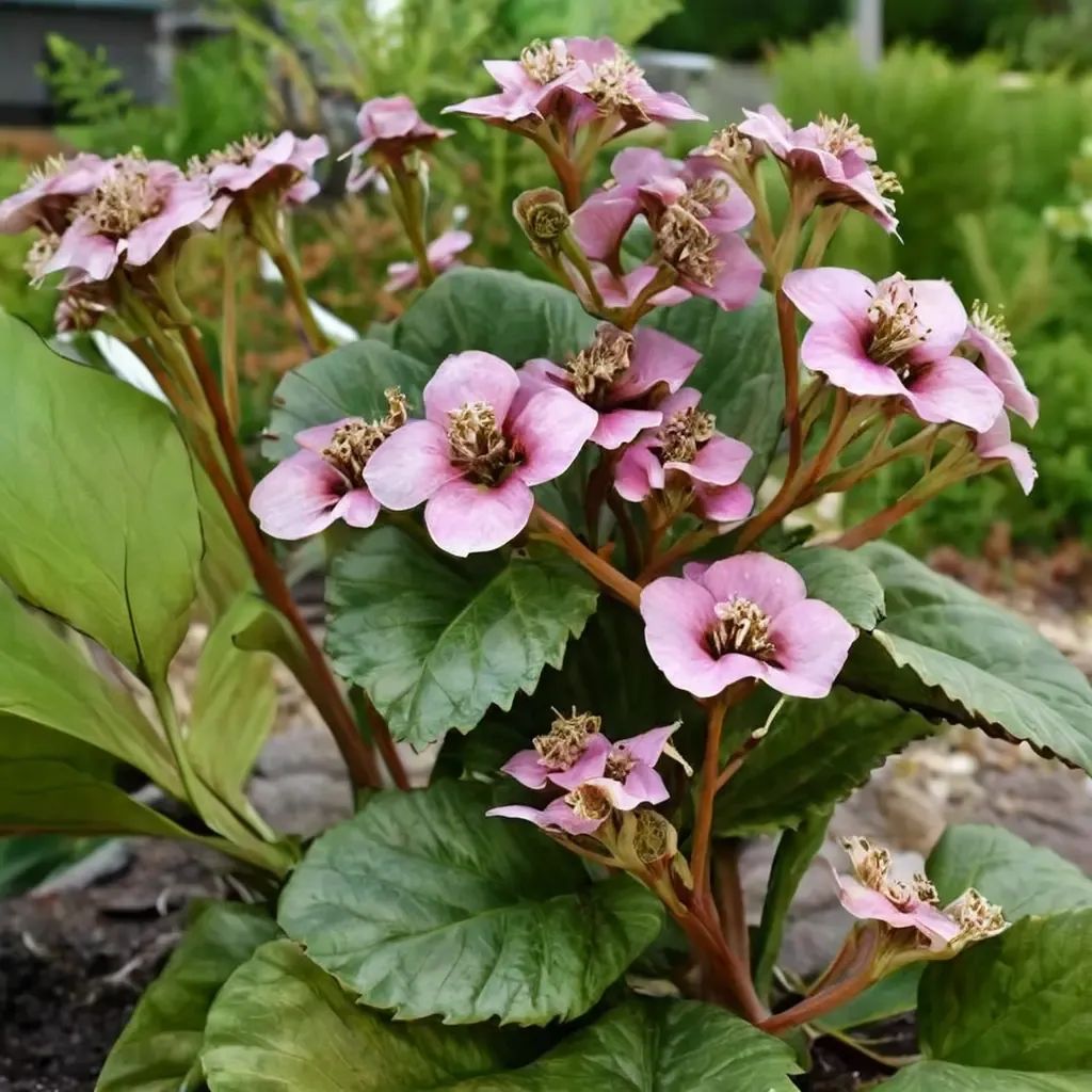 Bergenia crassifolia 'Once Upon a Dream'