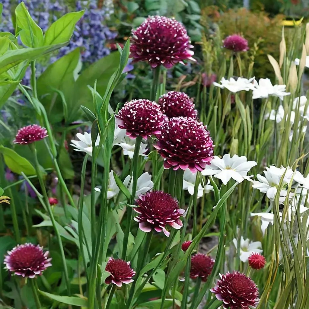 Scabiosa atropurpurea 'Scarlet'