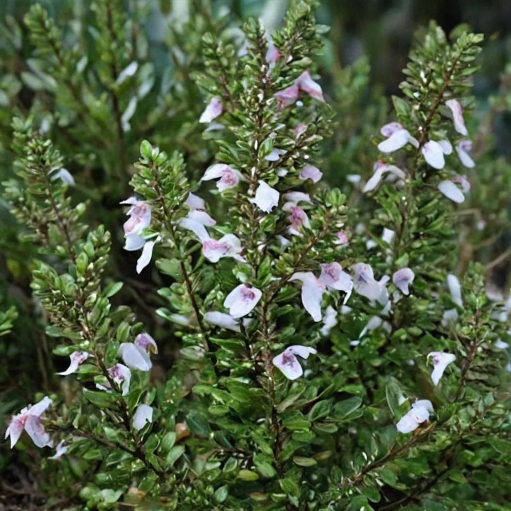 Clinopodium georgianum 'Barbour Belle'