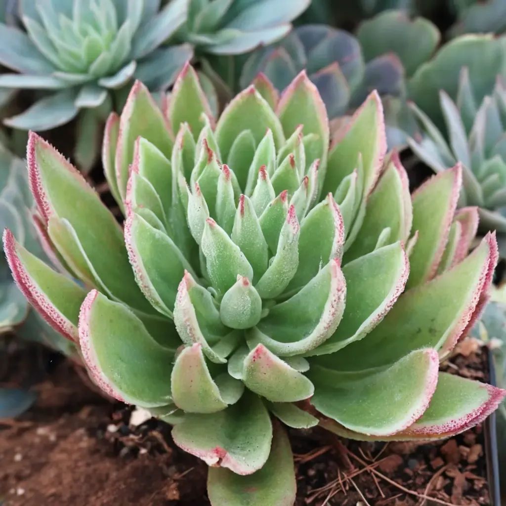 Echeveria pulla 'Setosa Arrow'