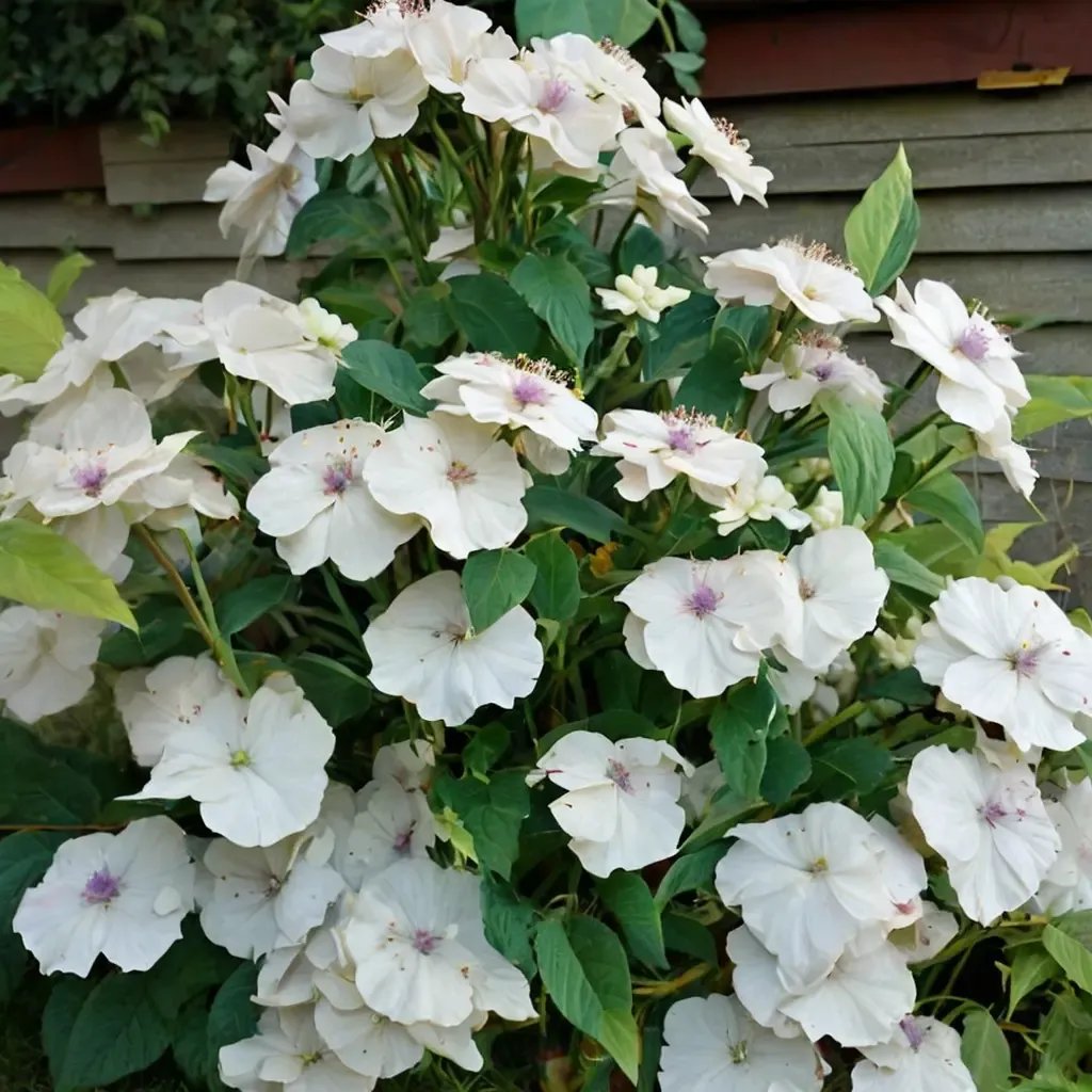 Hydrangea macrophylla 'Madame Emile Mouillere'