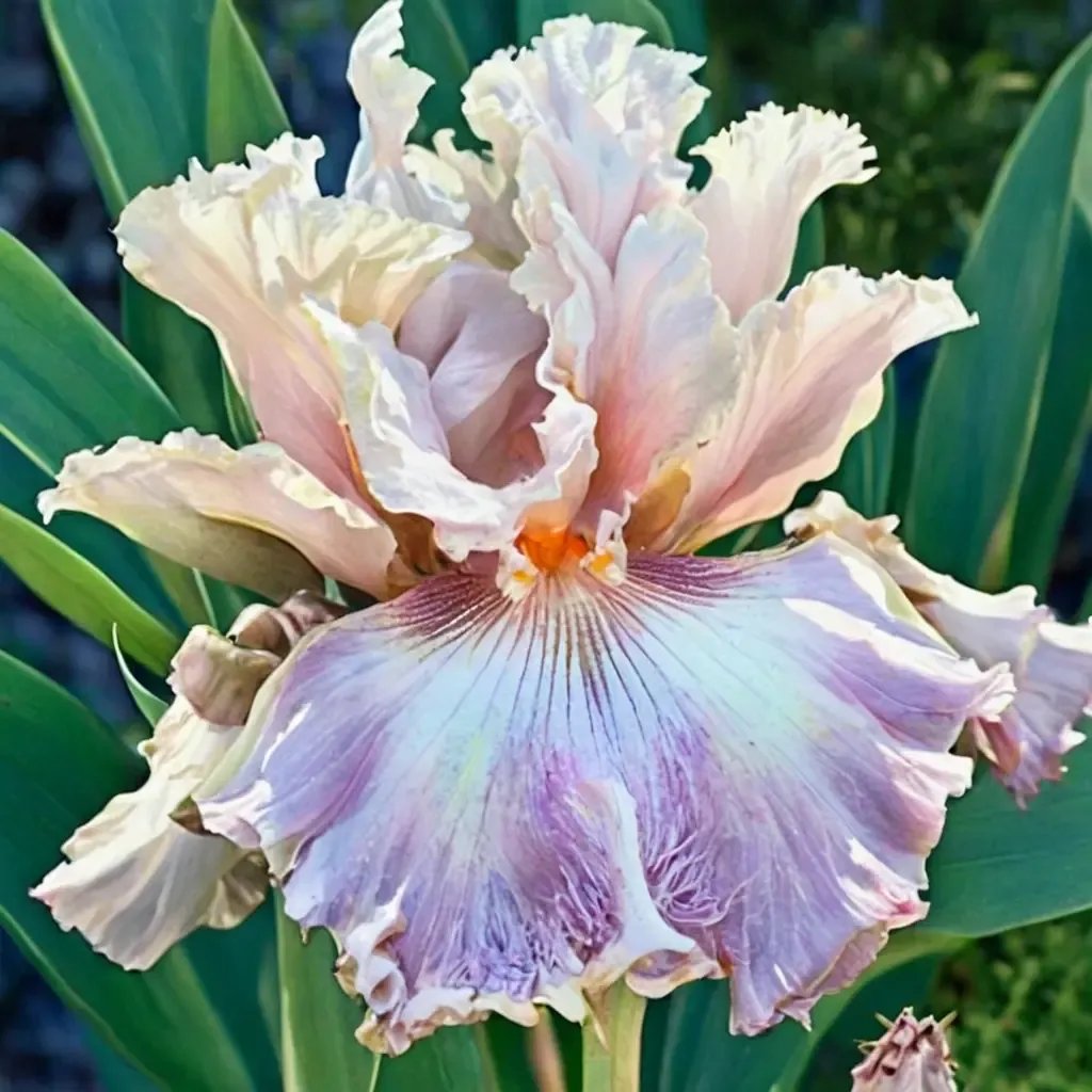 Iris x germanica 'Amorous Heart'