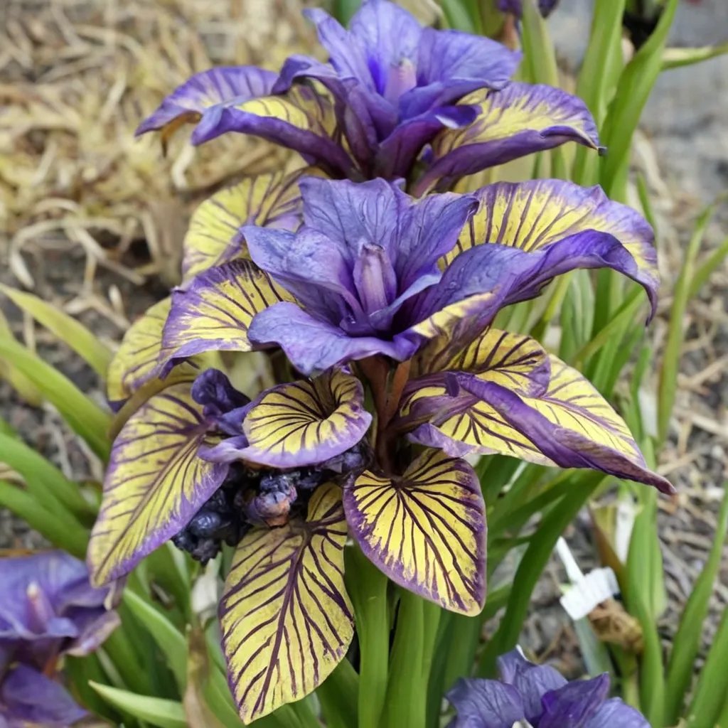 Iris sibirica 'Purring Tiger'